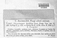 Phomatospora berkeleyi image